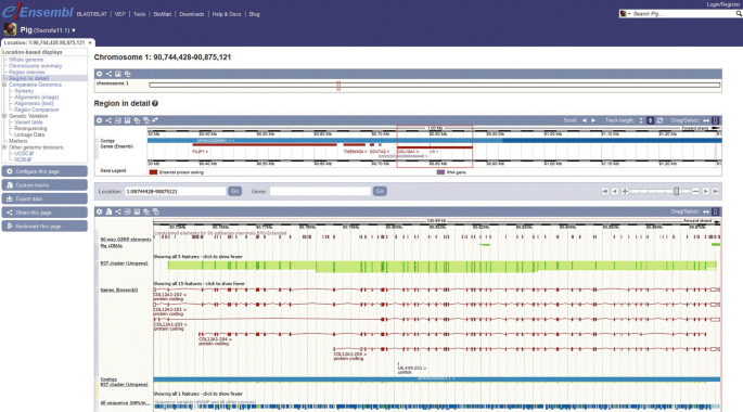 A screen display of the e Ensembl interface. It displays the information on chromosome 1 of the pig genome. The region in detail from the location-based displays is highlighted. It consists of information on the E S T cluster, 90-way G E R P elements, genes, contigs E S T cluster, and all sequence S N Ps.