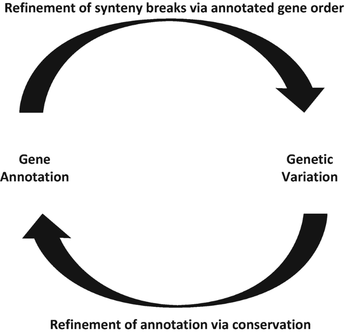 An illustration of synergistic relationship between gene annotation and genetic variation. Refinement of synteny breaks via annotated gene order and refinement of annotation via conservation are the mediators.