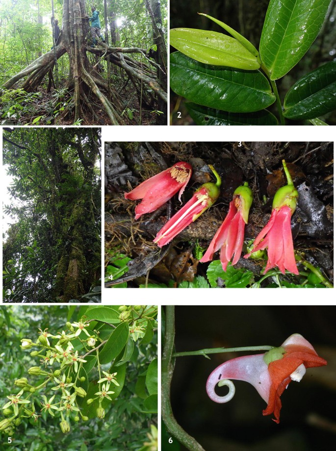 A set of photographs illustrate flora endemic to the island.It includes Santiria balsamifera,Rare species of Balthasaria mannii and Psychotria exellii,New species of Cleistanthus sp. , f. Impatiens manteroana.