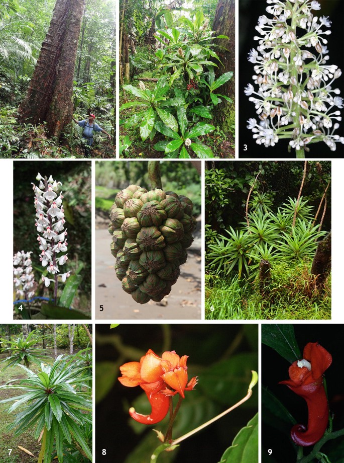 A set of photographs illustrates different flowers,endemic to Sao Tome and Principe.It includes Carapa gogo,Palisota pedicellata,Polystachya expansa,Pandanus thomensis, Lobelia barnsii,and Impatiens buccinalis.