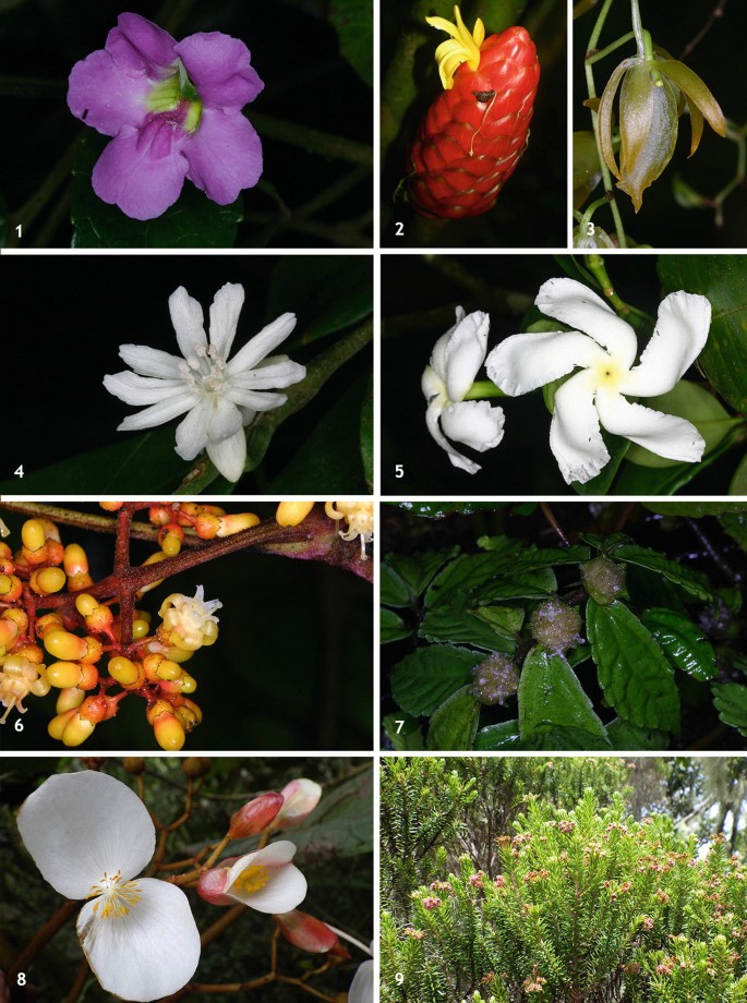 A set of photographs illustrates different flower species endemic to Sao Tome and Principe.It includes Thunbergianthus quintasii, Costus giganteus, Rhipidoglossum pendulum,Dicranolepis thomensis etc.