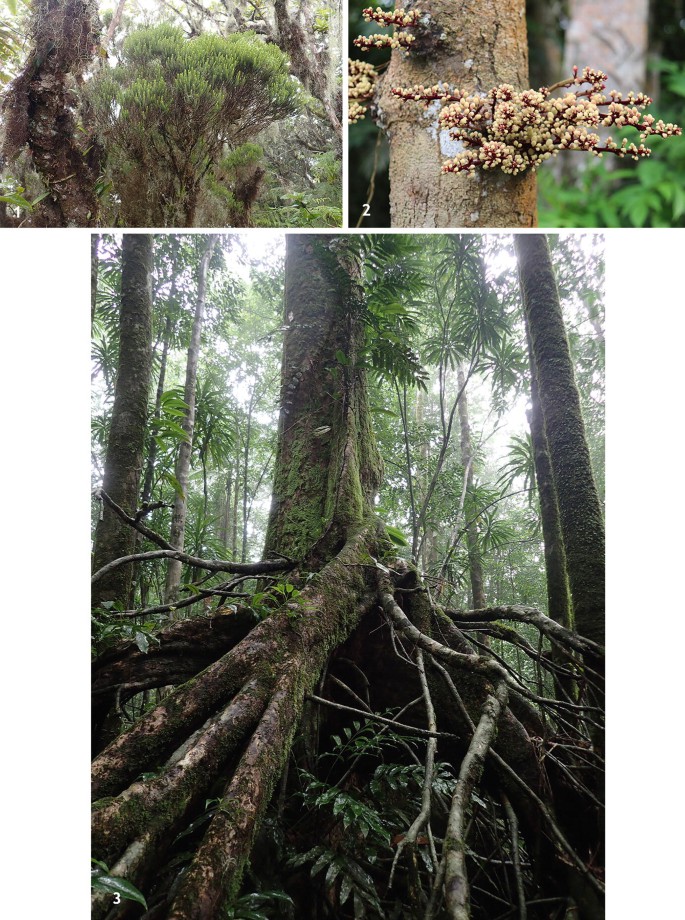 A set of photographs illustrates different species of trees endemic to Sao Tome and Principe.It includes Erica thomensis, Chytranthus mannii, and Strephonema sp.