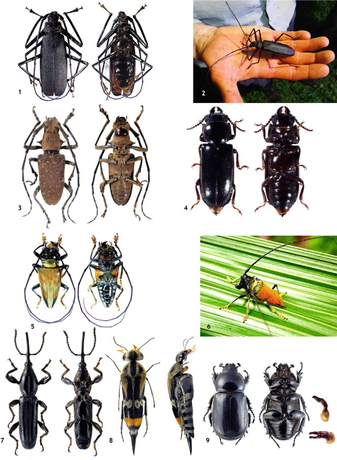 A photograph of different species of beetle from the oceanic islands of the Gulf of Guinea. It includes Macrotoma hayesii,Pseudammus feae, Acutandra delahayi,Sternotomis ducalis,Sternotomis rufozonata etc.