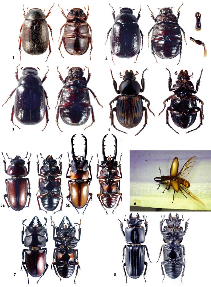 A photograph of different beetle species from the oceanic islands of the Gulf of Guinea.It includes Apogonia insulana,Apogonia tomeensis,Apogonia decellei,Clastocnemis quadrimaculatus oremansi, Lucanidae,Prosopocoilus downesi etc.