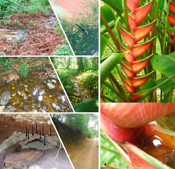 A photograph of a roadside ditch, depressions in pathways, and a water-filled Heliconia rostrata flower.It indicates the habitat for the growth of Anopheles coluzzii larvae,Uranotaenia micomelas,Culex decens larvae etc.