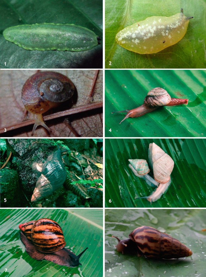 8 Photographs of endemic species of shelled gastropods from Principe and Sao Tome. It includes Pseudoveronicella thomensis,Pseudoveronicella forcarti,Thyrophorella thomensis,pothapsia thomensis,Archachatina bicarinata etc.