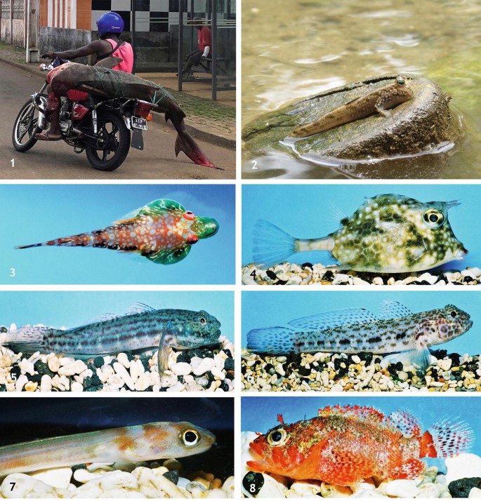 Eight photographs of species of fish from the Gulf of Guinea.It includes Galeocerdo cuvier,Periophthalmus barbarus,Apletodon wirtzi, Acanthostracion notacanthus,Bathygobius burtoni, Rubropunctatus Delais,Paraconger caudilimbatus, and Scorpaenodes africanus.