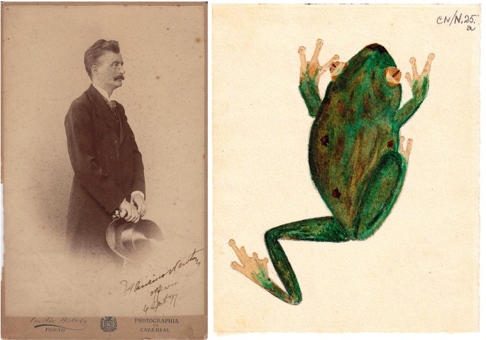 Two photographs. The first photograph is of Francisco Newton holding a hat in his hand. The second is a watercolor painting of a frog from Principe Island by Francisco Newton.