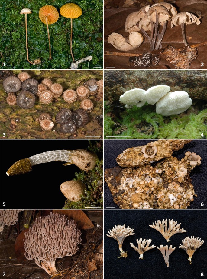 8 images of different variety of fungi found in Sao Tome and Principe. Three light-shaded marasmius laranja, a bunch of Gymnopus rodhallii fungai, Cyathus poeppigii in the water surface, and so on.