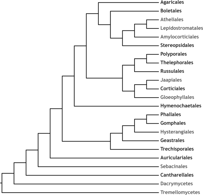 An illustration of a phylogenetic tree of agaricomycetes. 9 light shade text depicts taxa from Sao Tome, and 14 dark shade text depicts taxa from Principe.