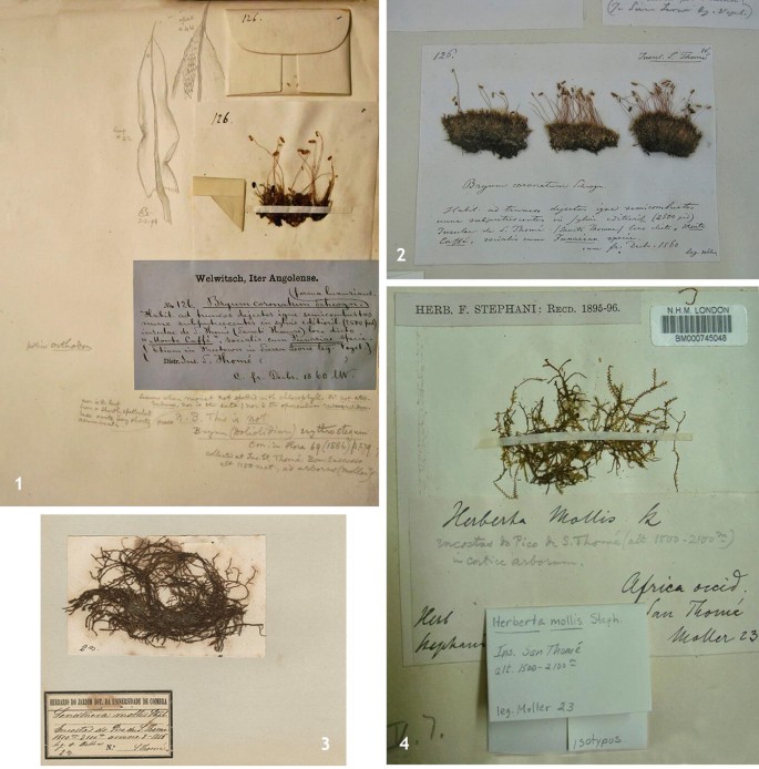 A set of photographs depicts the specimens of bryophytes from a herbarium. All of them include handwritten labels and nomenclature of the plant and specimens, a and b.
