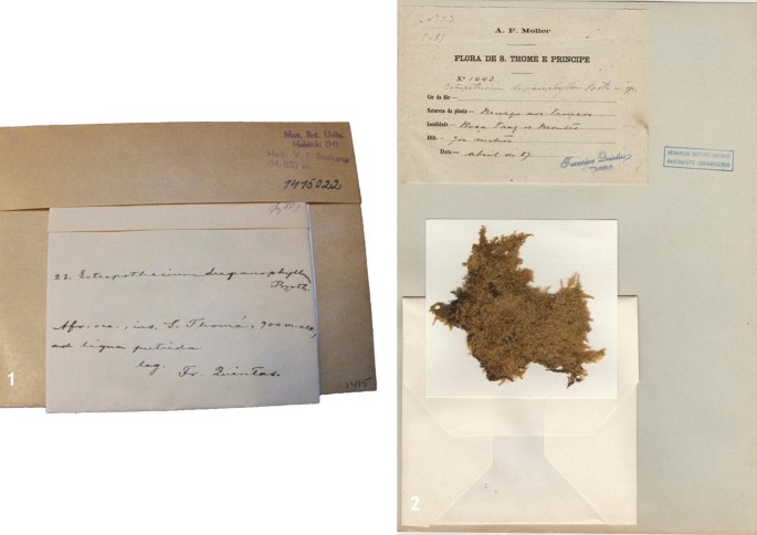Photographs of a set of sheets present specimens of bryophytes from a herbarium. A is the handwritten label of Ectropothecium drepanophyllum. B is the specimen, along with the handwritten label of Ectropothecium drepanophyllum.