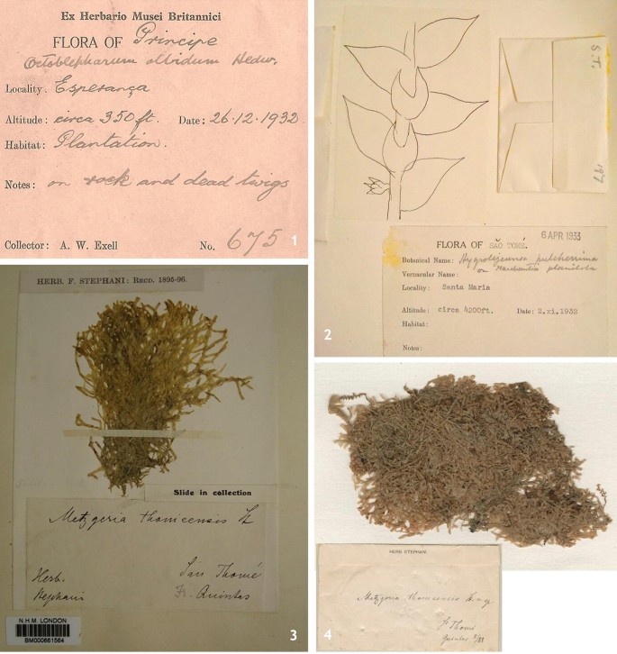 Photographs of a set of sheets present specimens of bryophytes from a herbarium. All of them including handwritten labels and nomenclature of the plant and specimens