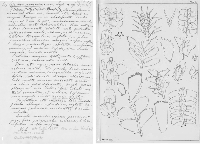 Photographs of a set of sheets containing handwritten notes. A shows the original description of Lejeunea ramosissima Stepha, and B illustrates the diagrams of different species of bryophytes.