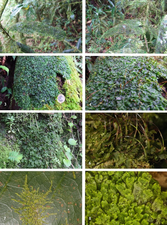 A set of photographs illustrates different species of liverworts and hornworts from the islands. Dendroceros paivae, Megaceros flagellaris, Anthoceros pinnatus, and so on are depicted.