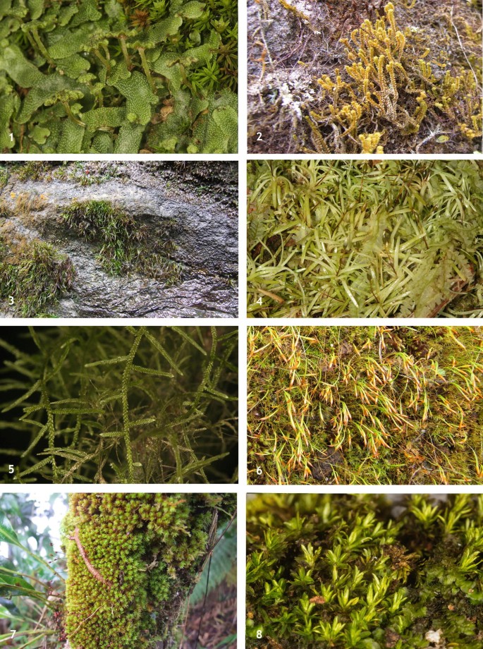 A set of photographs illustrate different species of liverworts and mosses endemic to the islands. Marchantia pappeana, Plicanthus hirtellus, Calymperes lonchophyllum, and so on are shown.