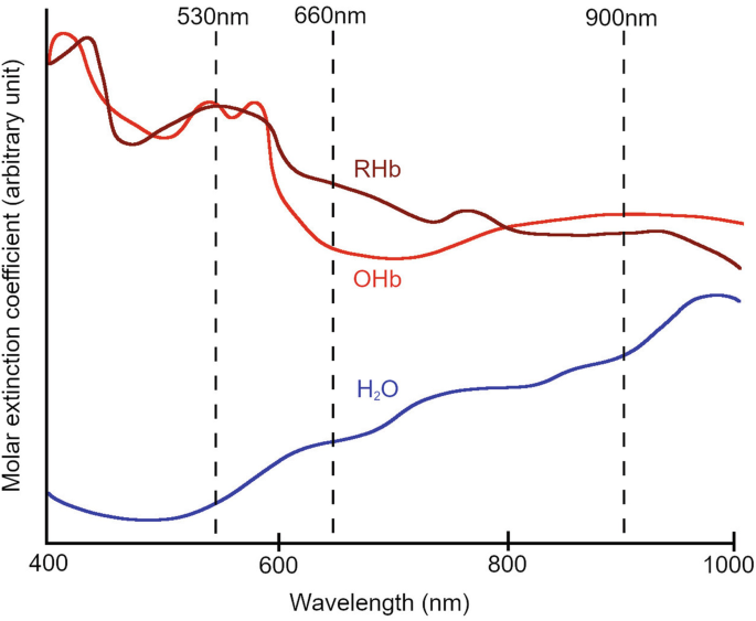 A line graph illustrates the wavelength and molar extinction coefficient of plotted lines R H b, O H b, with a downward trend, and water with an upward trend. Three vertical dash lines are plotted within the graph with measurements of 530, 660, and 900 nanometers.