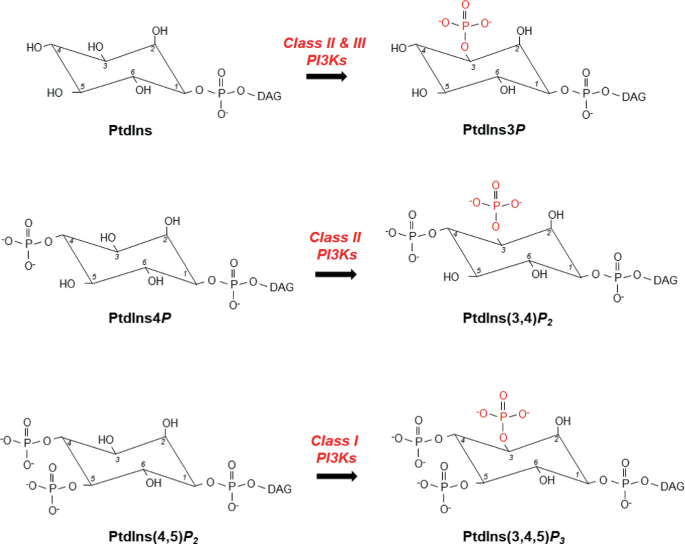 An illustration depicts 3 chemical reactions. 1, Ptdins to Ptdins 3 P. 2, Ptdins 4 P to Ptdins 3 comma 4 P_2. 3, Ptdins 4 comma 5 P_2 to Ptdins 3 comma 4 comma 5, P_3.