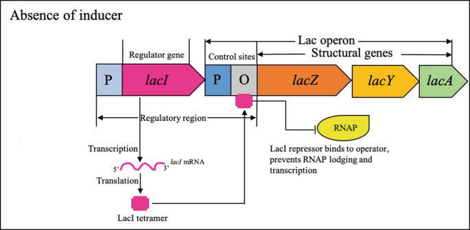 An illustration depicts the absence of inducer lactose operon, which allows binding of regulator gene lac I repressor to the operator- control sites P and O along with Lac I tetrameter lac m R N A lac operon structural genes such as lac Z, lac Y, lac A, and, thus preventing R N A Polymerase lodging and transcription.