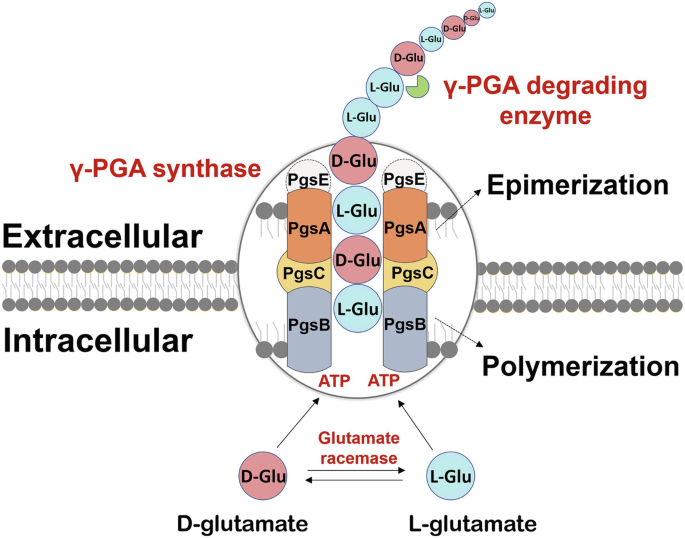 A diagram of the biosynthesis of gamma-P G A. The extracellular and intracellular horizontal networks are observed on the left and right sides. The epimerization and polymerization processes involving P g s E, P g s A, P g s B, and P g s C inside the circle are noted. The formation of the degrading enzyme with D- and L-glutamates is observed, with 2 arrows between them pointing right and left labeled, Glutamate racemase.