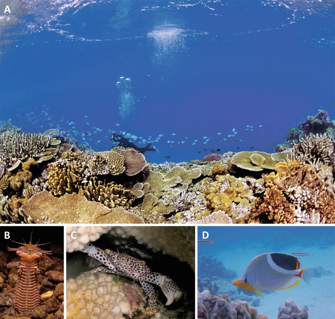 Environmental DNA for Biodiversity Monitoring of Coral Reefs | SpringerLink