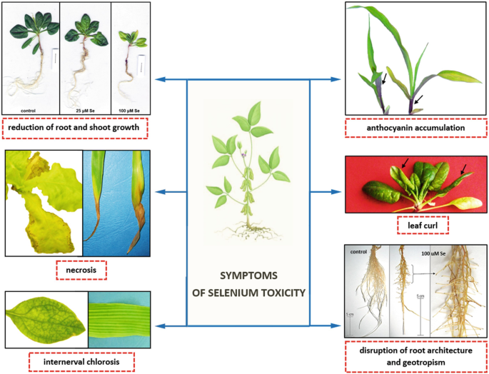 7 images of a plant and its parts. 1, An image of a plant in the center with all parts is presented to depict common visible symptoms of selenium toxicity. 2, plants depict a reduction of root and shoot growth. 3, necrosis. 4, internerval chlorosis. 5, anthocyanin accumulation. 6, leaf curl. 7, disruption of root architecture and geotropism.