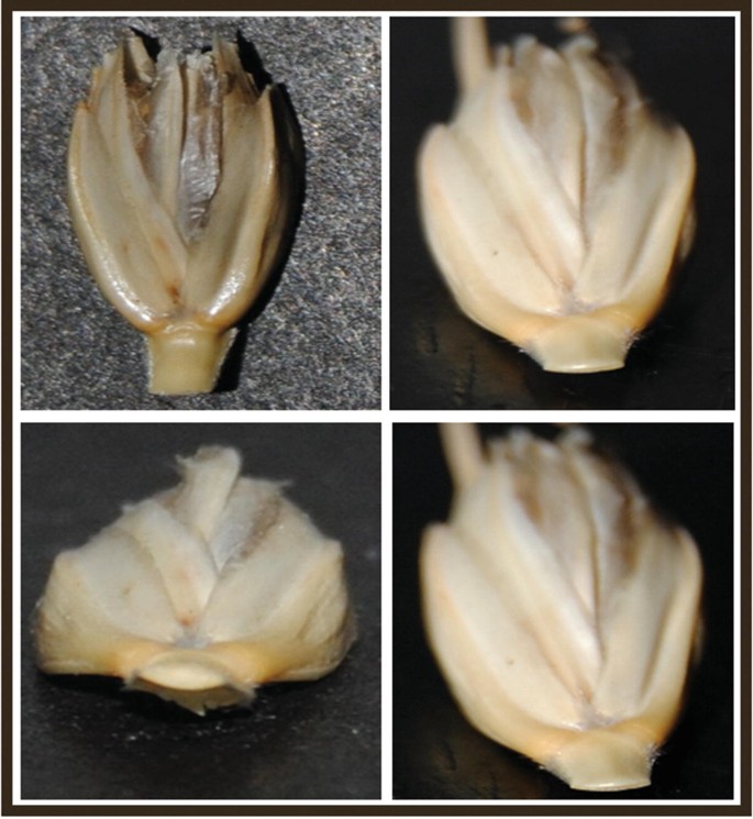 A grid of 4 images of the wheat grains. The grains are shorter and broader that looks like a flower bud with petals, like the lotus.