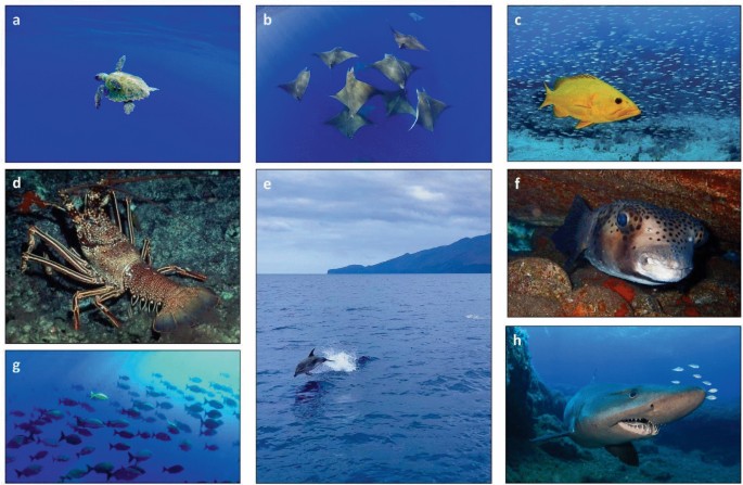 8 photographs depict the marine habitats and species in the Sea of Calms which include sea turtles, rays, dolphins, spotfin burrfish, sharks, and others.