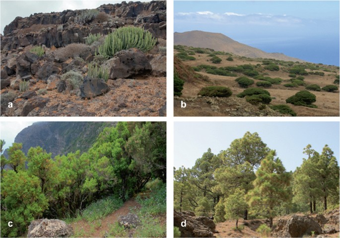 4 photographs of the vegetation landscapes depict the different plant communities of the geopark of El Hierro island.