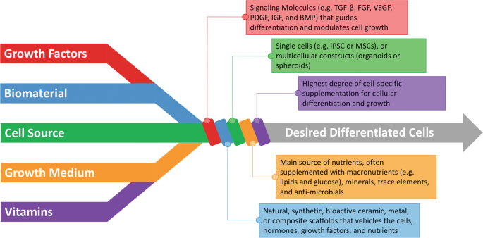 PDF) Bioprinting Applications in Craniofacial Regeneration