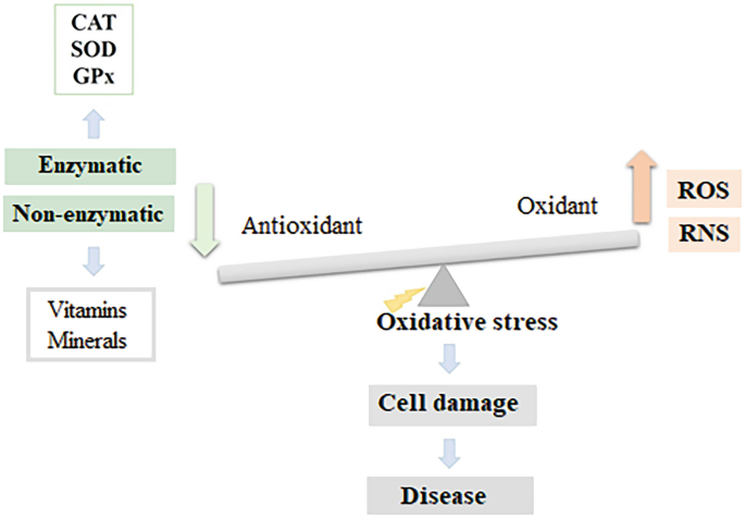 catalase vs glutathione peroxidase Biological Indicators of Oxidative Stress [Malondialdehyde, Catalase, Glutathione  Peroxidase, and Superoxide Dismutase] and Their Application in Nutrition