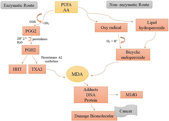 Biological Indicators of Oxidative Stress [Malondialdehyde, Catalase, Glutathione  Peroxidase, and Superoxide Dismutase] and Their Application in Nutrition |  Springer Nature Link