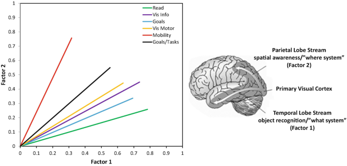 A line graph of factor 2 versus factor 1. 6 lines rises from (0,0) upward for read, V I S info, goals, V I S motor, mobility, and goals forward slash tasks. An illustration of brain parts is on the right.