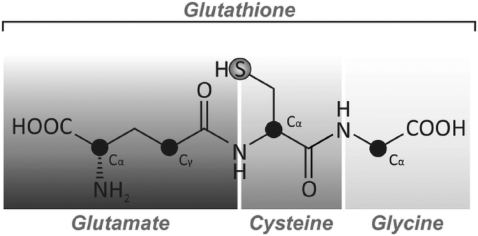 glutathione composed of cysteine glycine glutamate Cysteine and Cystine