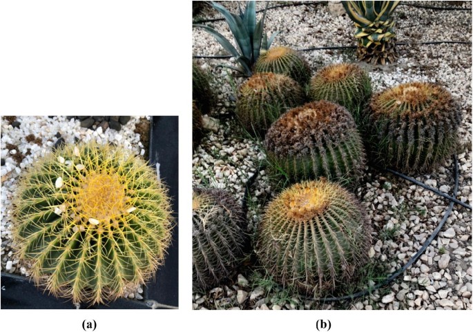 Biomimicry In Criticism Argument Defense And The Direction Toward Sustainability Springerlink Biomimicry In Criticism Argument Defense And The Direction Toward Sustainability Springerlink