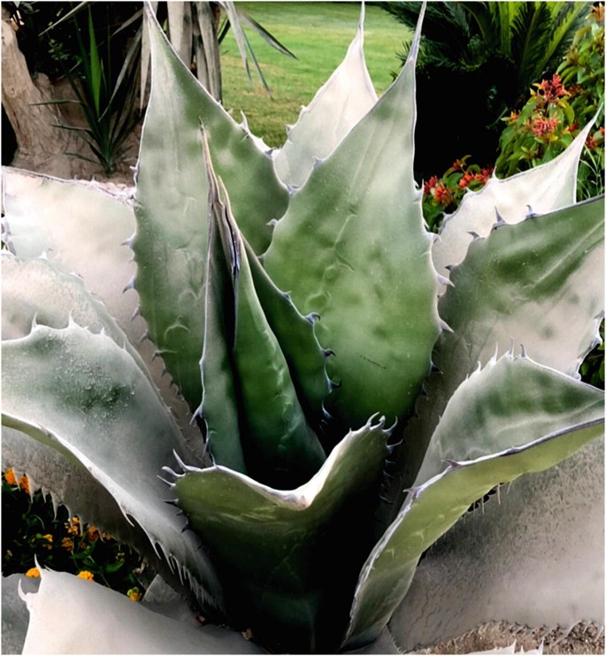 Biomimicry In Criticism Argument Defense And The Direction Toward Sustainability Springerlink Biomimicry In Criticism Argument Defense And The Direction Toward Sustainability Springerlink
