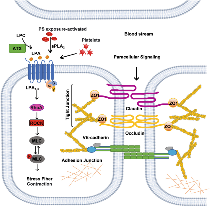 An illustration of 2 cells. It depicts a chemical reaction in a cell. L P C, Platelets, and P S exposure activated, react with L P A on the cell surface. Also, the following are labeled in the cell: stress fiber contraction, tight junction of Z O 1, V E cadherin, and adhesion junction. Claudin and occludin connect Z O 1 of another cell.