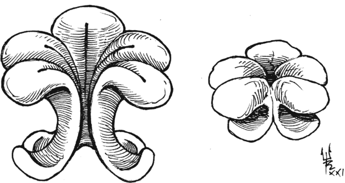 Drawings of the state of muscles surrounding the anus. In drawing a, the muscles are elongated, thus increasing the length of the hollow passage. In drawing b, the muscles are closed and constricted around the anus.