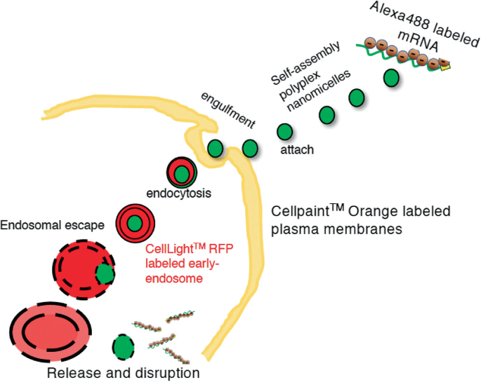 The image depicts the Endocytosis of L u c 2 m R N A loaded polyplex nanomicelle.