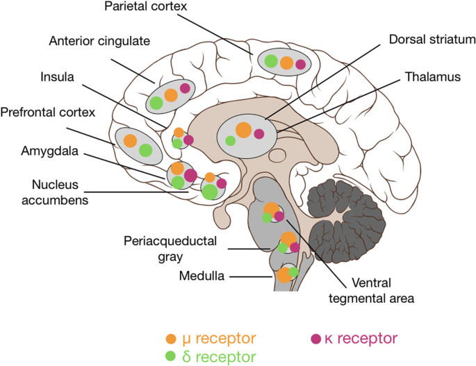 A diagram of the brain with three classes of opioid receptors.