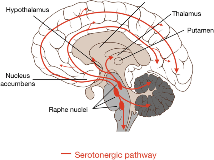 A diagram of the side view of the brain. The serotonergic pathway begins from the raphe nuclei near the medulla. 2 arrows spread towards the cerebrum and the other spread across the cerebrum forming curves.