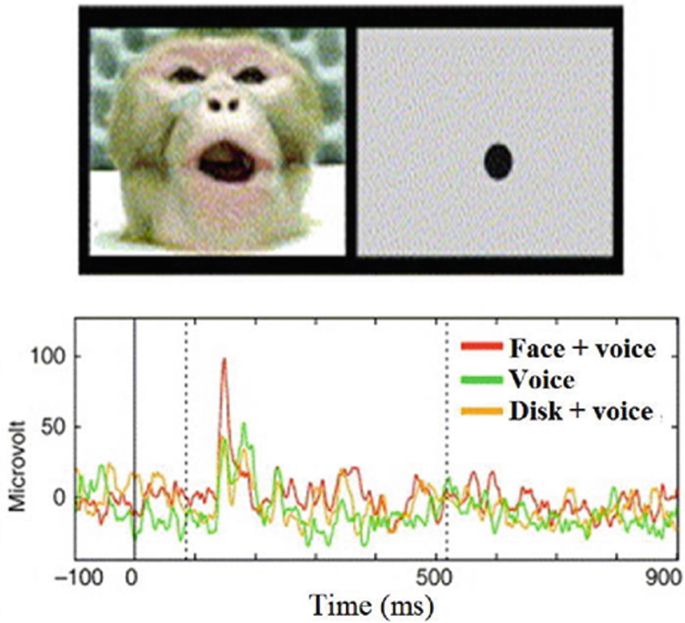 An image of the face of a monkey, where the stimuli were employed for the research on the sensory preference of neurons. And a graph illustrates that compared to the response to the unisensory stimulation, the combined voice and face conditions in the red line produce a significantly better outcome.