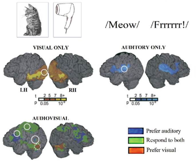 Images of the animals' minds versus tools, while the blind transmission of their poem or usual sound served as the auditory stimulation for the experiment. The parameters are preferred auditory, respond to both, and prefer visual.