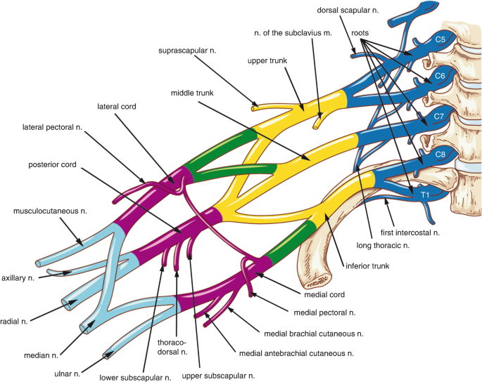 A diagram of the brachial plexus with branches C 5, C 6, C 7, C 8, and T 1 from the top to the bottom. Some of the labeled parts are roots, inferior trunk, upper trunk, radial n, and so on.