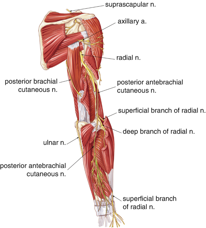 A cross-sectional illustration of the terminals of the brachial plexus in the left upper limb. The labeled parts are axillary n, suprascapular n, deep branches of radial n, ulnar n, and so on.