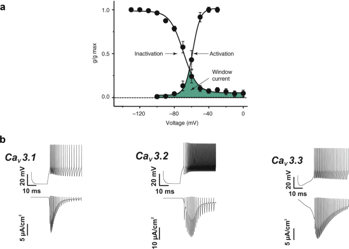 A, a graph of g by g max versus voltage in which an S shaped activation curve and a concavely descending inactivation curve are plotted. B is a set of three neuronal output waveforms and three current trajectories of voltage gated calcium channels 3.1, 3.2, and 3.3.