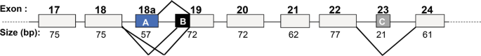 Splice variants of alpha 2 delta one. Nine rectangles in a series with exon numbers 17, 18, 18 a, 19, 20, 21, 22, 23, and 24 are displayed with sizes of 75, 75, 57, 72, 62, 77, 21, and 61 respectively. 18 a is labeled as A, part of 19 is labeled as B, and 23 is labeled as C. 18 a and 19, 18 and 19, and 22 and 24 are connected externally via V-shaped connectors.