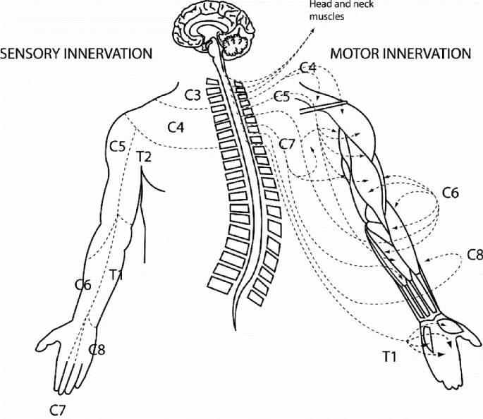 Upper Extremity Exercises for Spinal Cord Injury Survivors