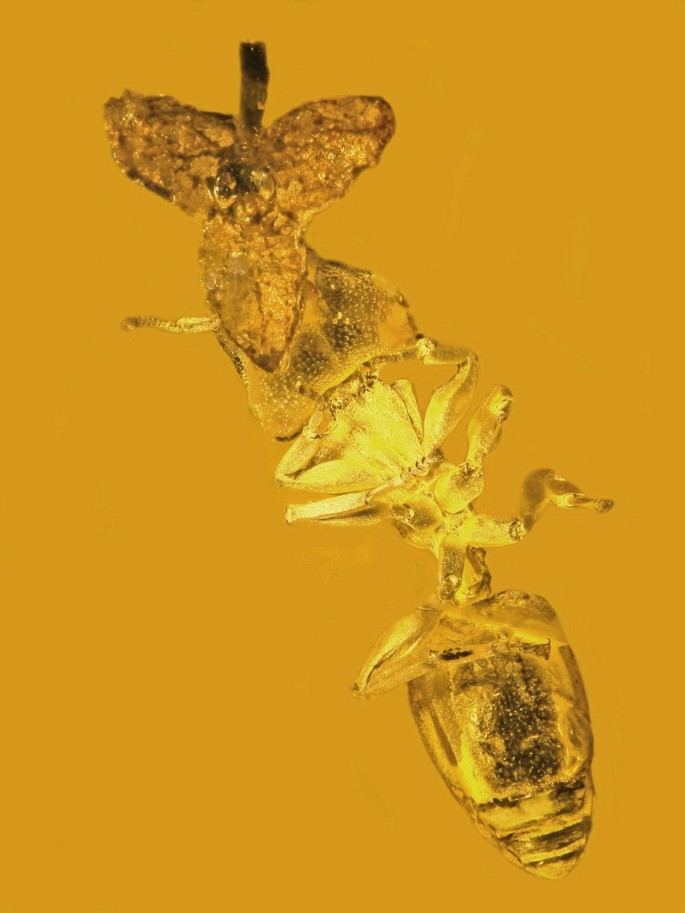 Scientists discover orchid fossil trapped in amber dating back at