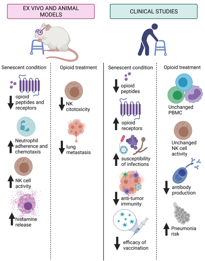 An image depicts Ex vivo and animal models and clinical studies with senescent conditions and opioid treatments.